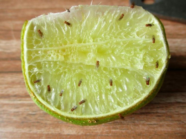 How to Eliminate Indoor Flying Insects Naturally