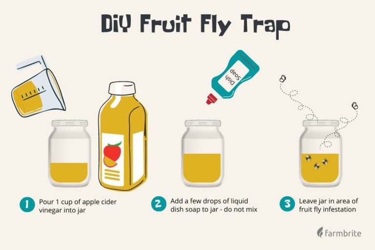 How to Prevent Fruit Fly Infestation