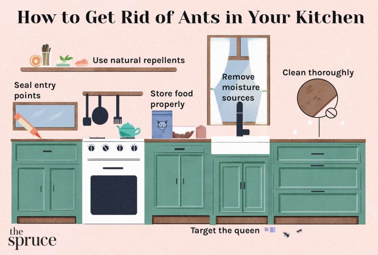 How to Stop Ants from Entering Kitchen