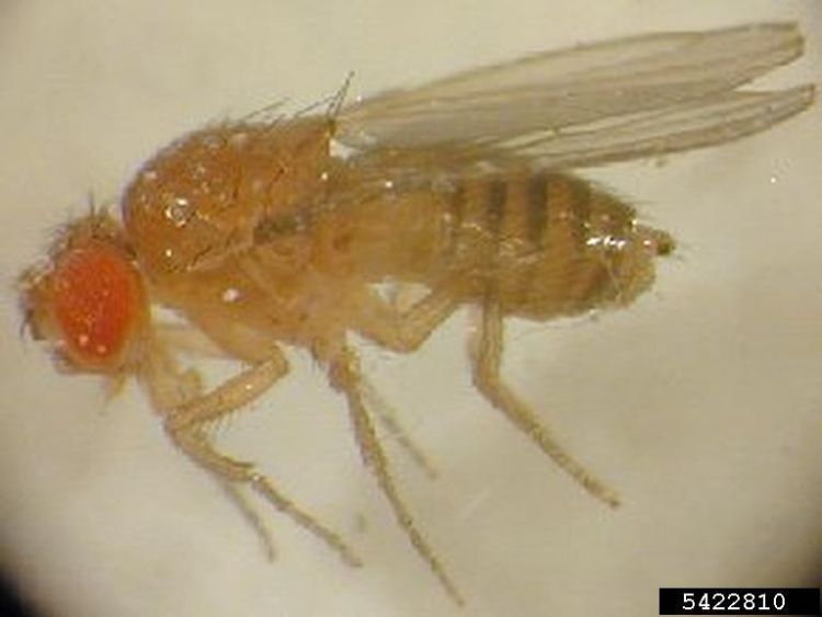 Why Do Fruit Flies Appear in Clean Homes?